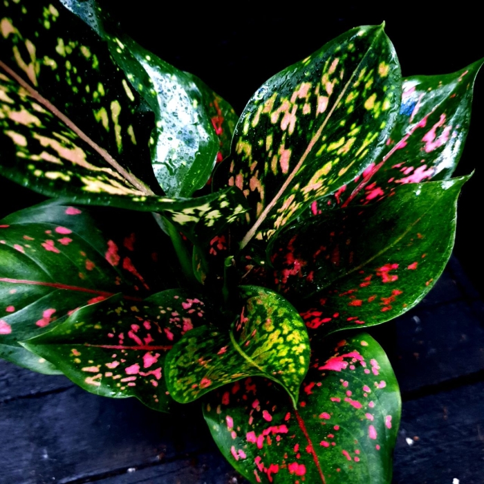 Aglaonema Army Pink - M