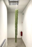 Hoya linearis - XXL