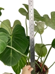 Philodendron gloriosum - XXXL