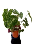 Philodendron gloriosum - XXXL