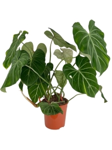 Philodendron gloriosum - XXXL