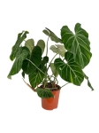 Philodendron gloriosum - XXXL