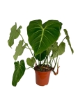 Philodendron gloriosum - XXXL