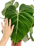 Philodendron gloriosum - XXXL