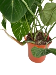 Philodendron gloriosum - XXXL