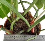 Philodendron gloriosum - XXXL