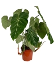 Philodendron gloriosum - XXXL