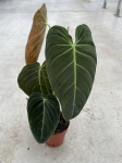 Philodendron melanochrysum XL