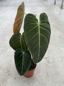 Philodendron melanochrysum XL