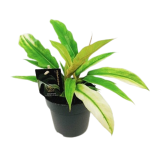 Philodendron narrow leaf variegata/ghost (1)