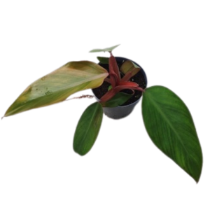 Philodendron dark lord m