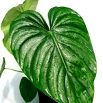 Philodendron-sodiroi - poglądowe zdjęcie dorosłej formy