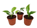 Rhaphidophora tetrasperma (Monstera minima) - S