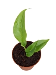 Rhaphidophora tetrasperma (Monstera minima) - S