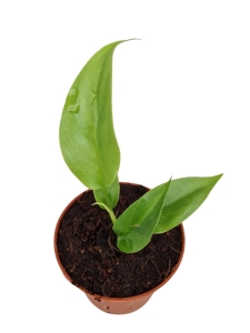 Rhaphidophora tetrasperma (Monstera minima) - S