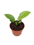 Rhaphidophora tetrasperma (Monstera minima) - S