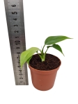 Rhaphidophora tetrasperma (Monstera minima) - S