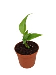 Rhaphidophora tetrasperma (Monstera minima) - S