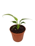 Rhaphidophora tetrasperma (Monstera minima) - S