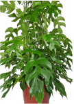 Rhaphidophora tetrasperma (Monstera minima) - dorosła forma