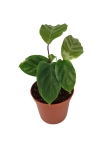 Goeppertia (Calathea) Maui Queen - S