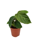 Goeppertia (Calathea) Maui Queen - S