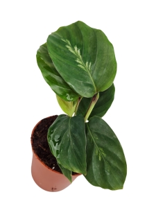 Goeppertia (Calathea) Maui Queen - S