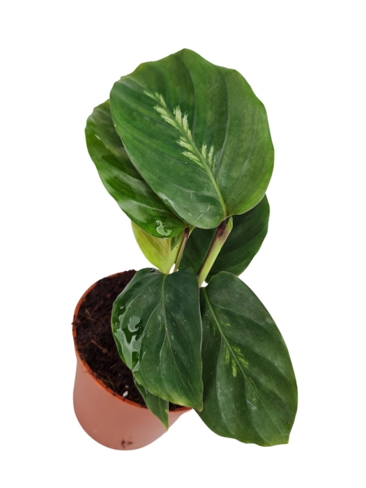 Goeppertia (Calathea) Maui Queen - S