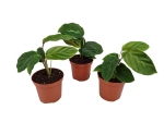 Goeppertia (Calathea) Maui Queen - S