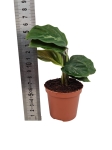 Goeppertia (Calathea) Maui Queen - S