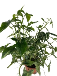 Syngonium mohito - XL