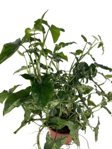 Syngonium mohito - XL