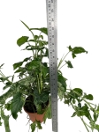 Syngonium mohito - XL