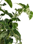 Syngonium mohito - XL