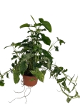 Syngonium mohito - XL