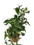 Syngonium mohito - XL