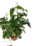 Syngonium mohito - XL