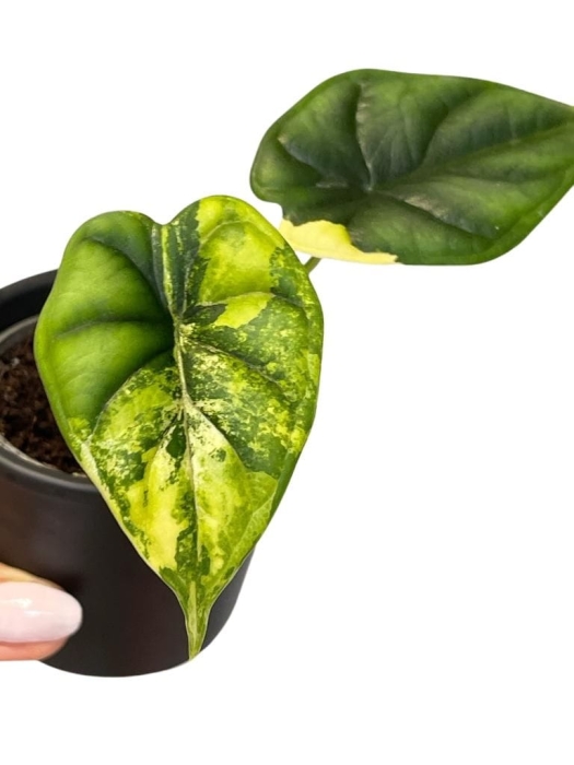 Alocasia dragon scale yellow variegata