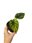 Alocasia dragon scale yellow variegata