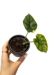 Alocasia dragon scale yellow variegata