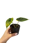 Alocasia dragon scale yellow variegata