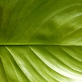 Philodendron schottianum