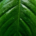 Philodendron schottianum