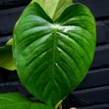 Philodendron schottianum