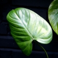 Philodendron schottianum 