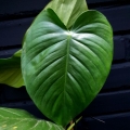 Philodendron schottianum 