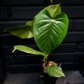 Philodendron schottianum