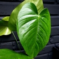 Philodendron schottianum 