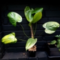 Philodendron schottianum - XL