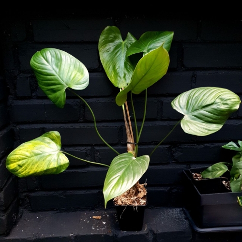 Philodendron schottianum - XL